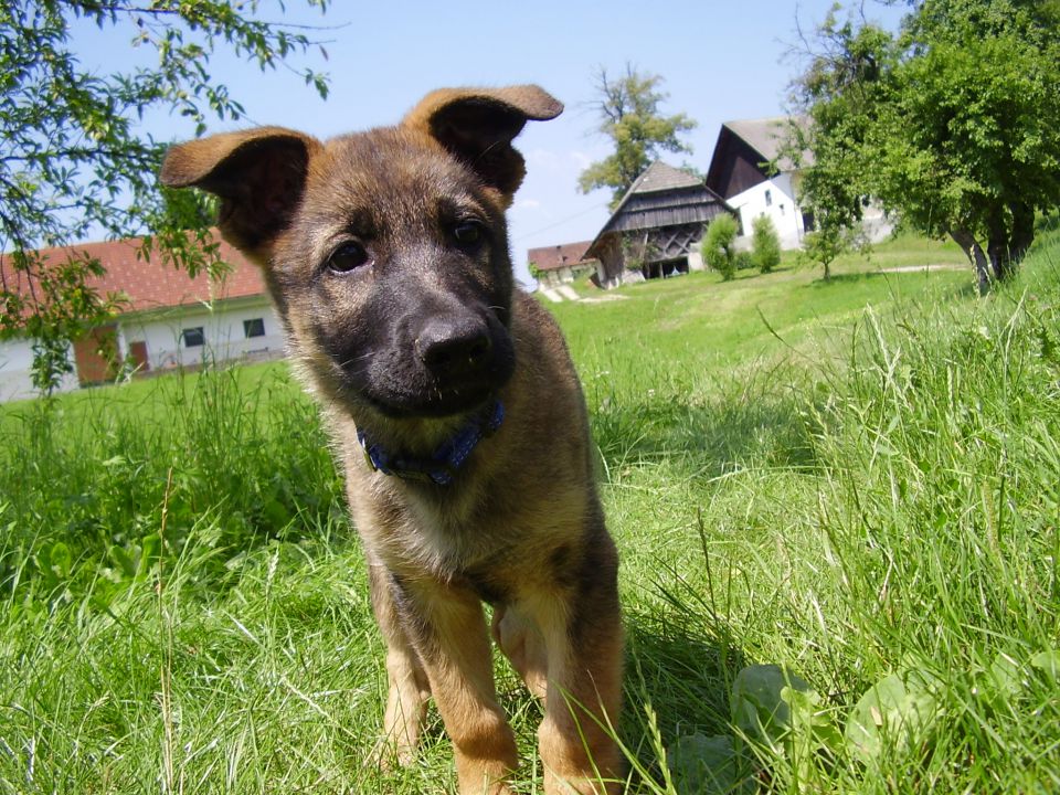 30.6.2010 - foto povečava