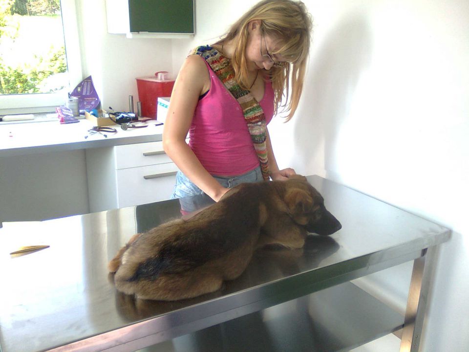 3.7.2010 Žak pri veterinarju - foto povečava