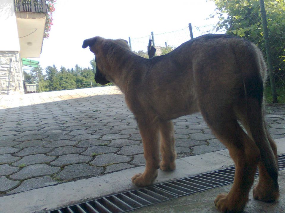 3.7.2010 Žak pri veterinarju - foto povečava