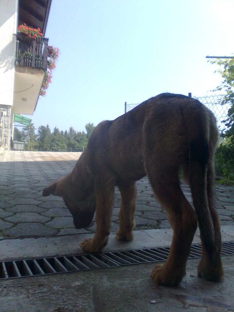 3.7.2010 Žak pri veterinarju - foto