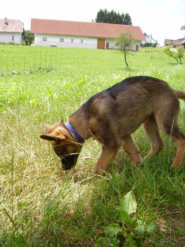 7.7.10 - foto povečava