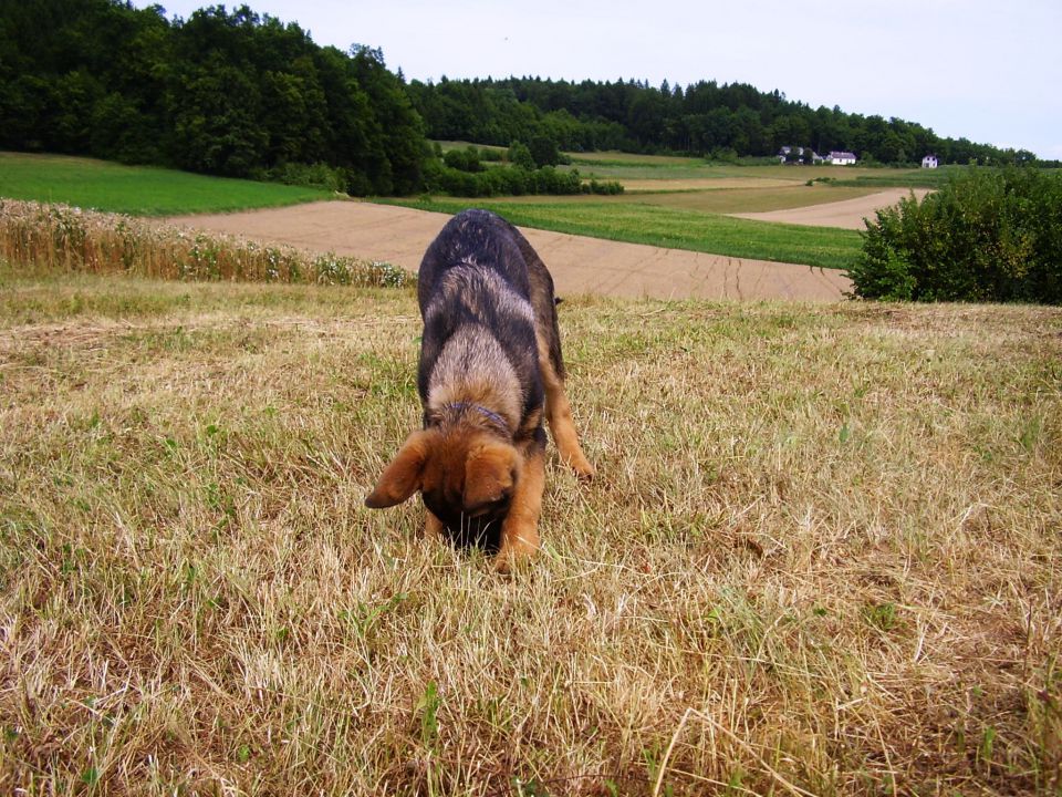 19.7.2010 - foto povečava