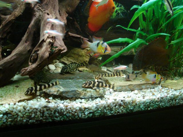 Moje ribe - foto