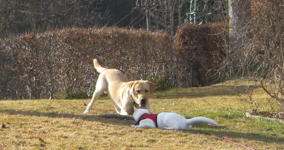 Čuvanje Malega Psa - foto povečava