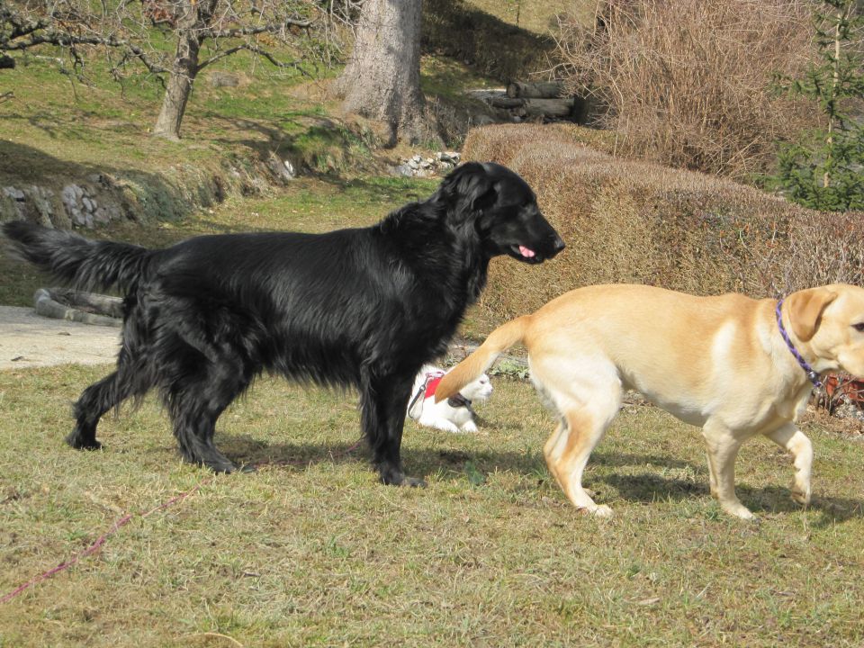 Čuvanje Malega Psa - foto povečava