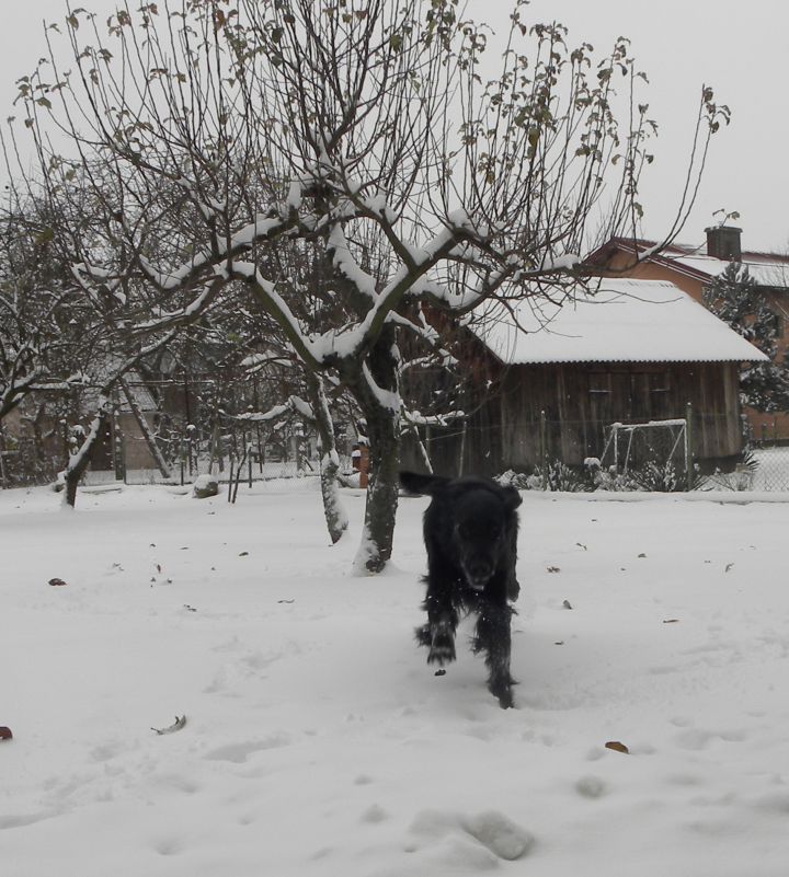 MS začetek decembra - foto povečava