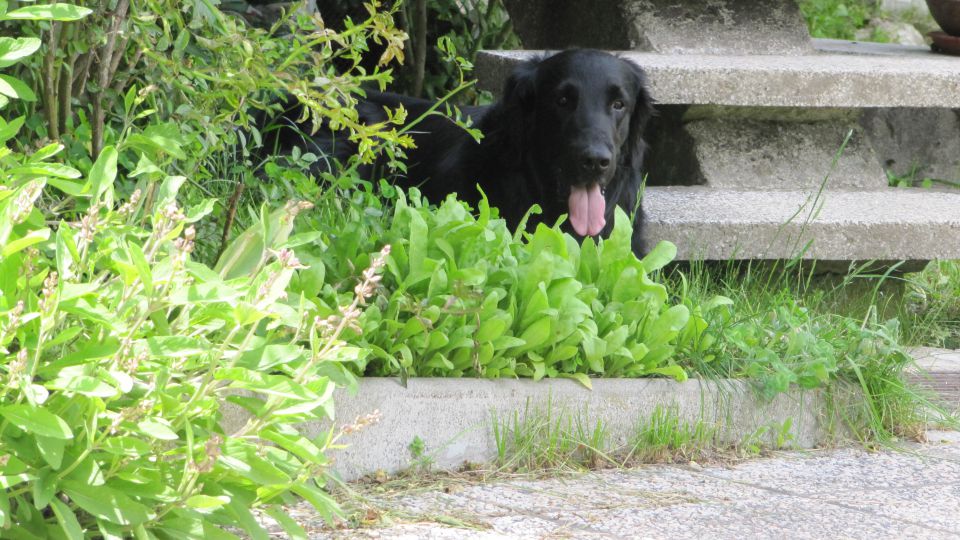 Gv maj-junij-julij - foto povečava