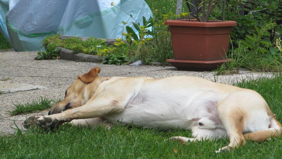 Gv maj-junij-julij - foto povečava