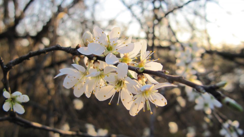 Kar nekaj - foto povečava