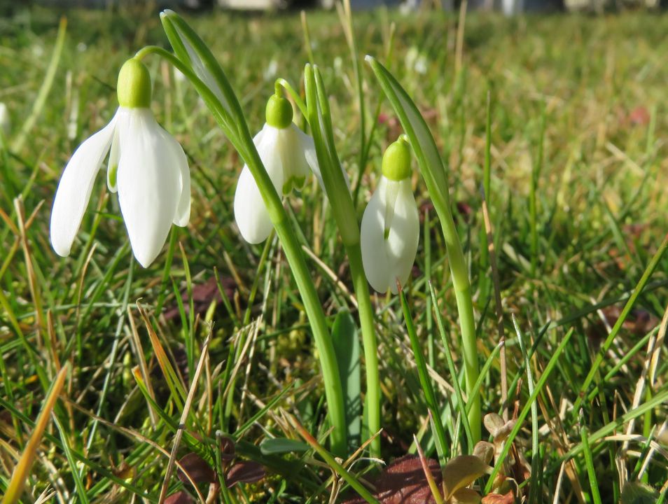 MS jan - feb - foto povečava