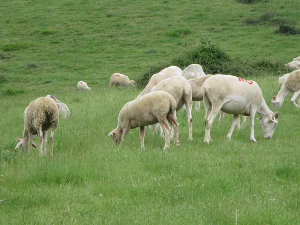 OD CELJA DO ATLANTIKA - FRANCIJA 8 - foto povečava