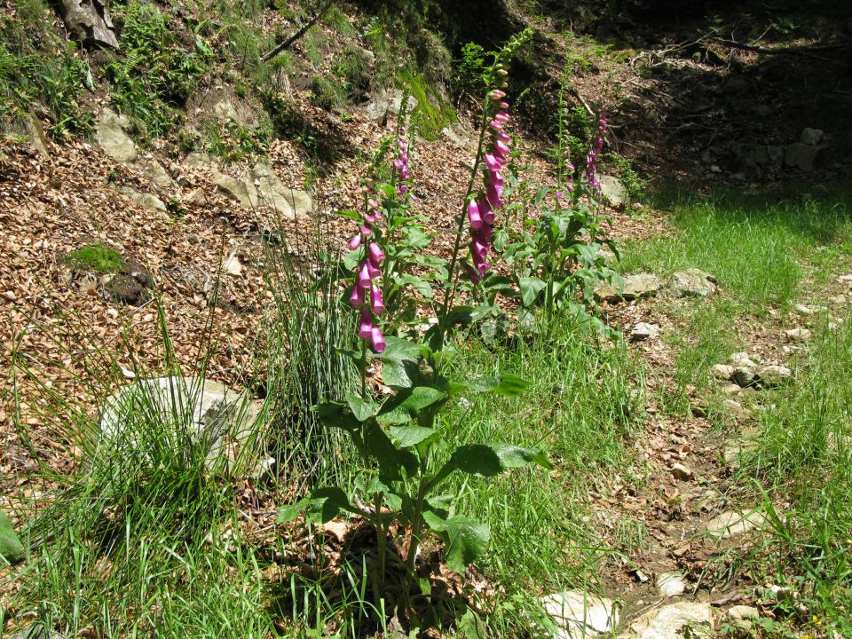 OD CELJA DO ATLANTIKA - FRANCIJA 11 - foto povečava