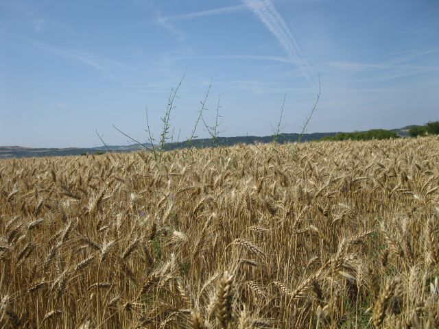 OD CELJA DO ATLANTIKA - ŠPANIJA - CAMINO 3 - foto