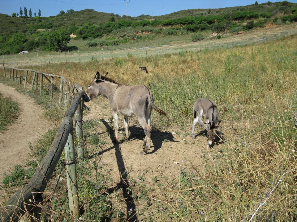 OD CELJA DO ATLANTIKA - ŠPANIJA - CAMINO 3 - foto povečava