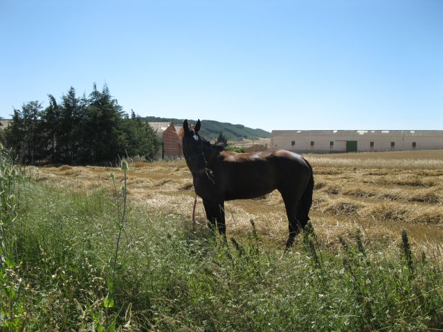 OD CELJA DO ATLANTIKA - ŠPANIJA - CAMINO 4 - foto