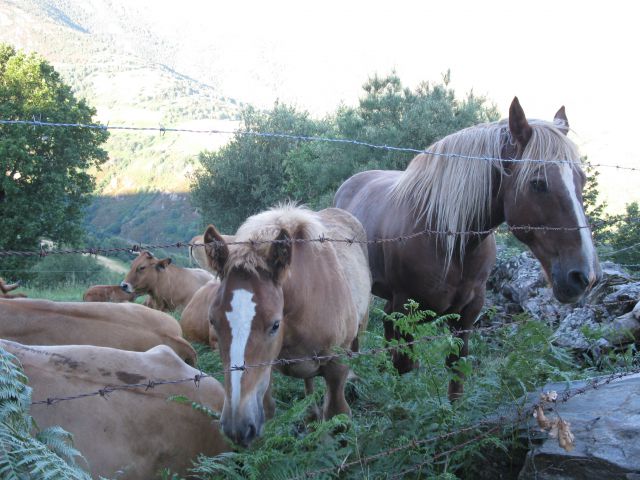 OD CELJA DO ATLANTIKA - ŠPANIJA - CAMINO 13 - foto