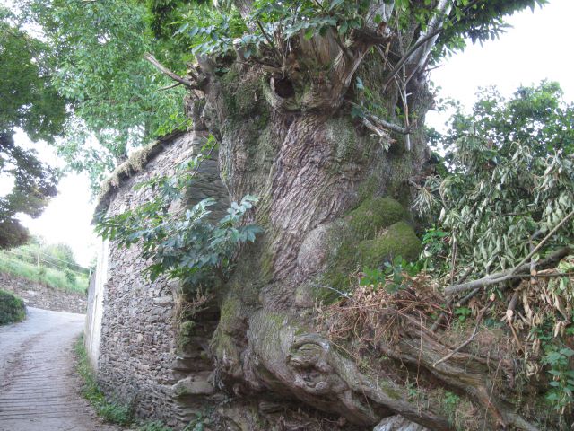 OD CELJA DO ATLANTIKA - ŠPANIJA - CAMINO 13 - foto