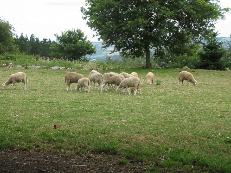 OD CELJA DO ATLANTIKA - ŠPANIJA - CAMINO 14 - foto povečava