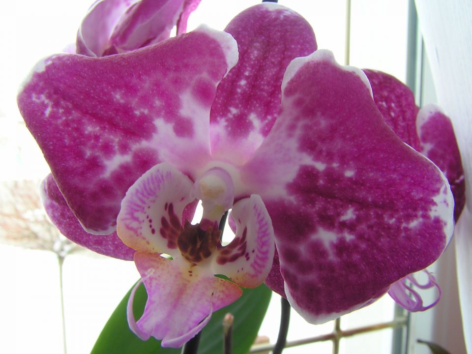 Phalaenopsis