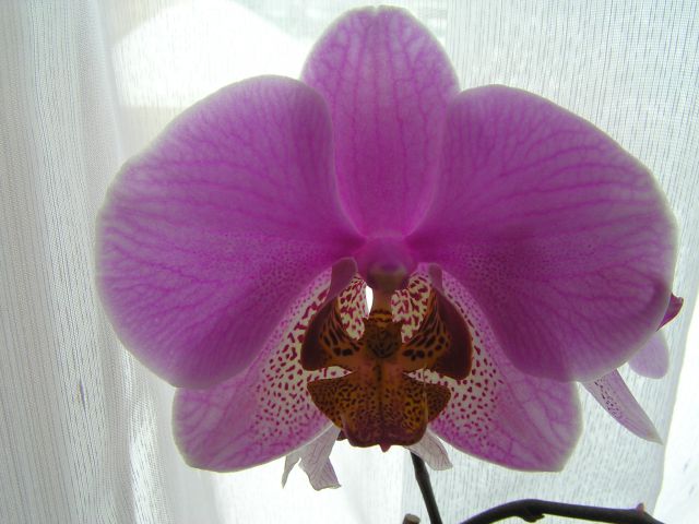 Phalaenopsis