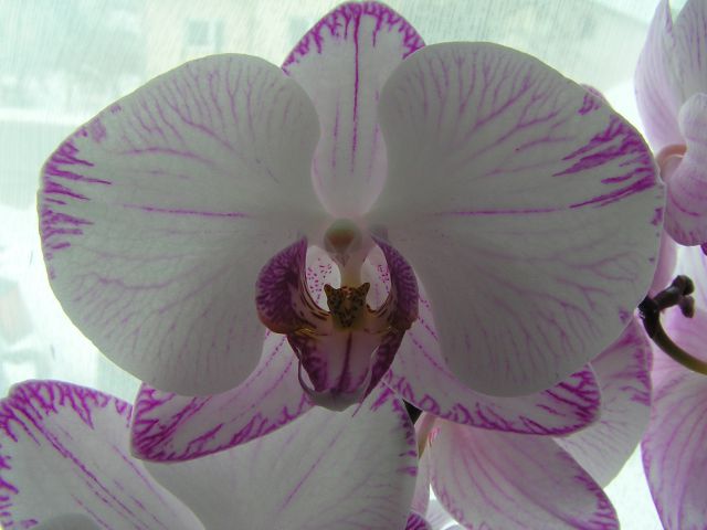 Phalaenopsis