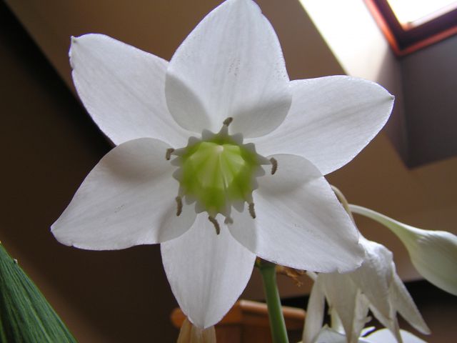 Eucharis grandiflora