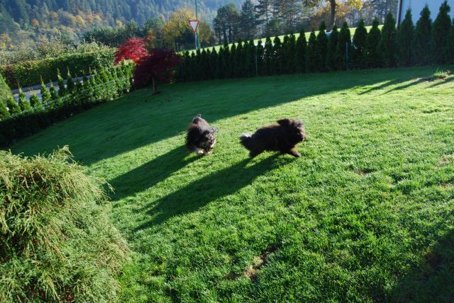 Havanski bišon, Bichon Havanais, Havaneser - foto