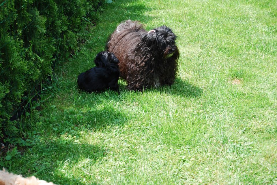 Havanski bišon, mladički, maj 2011 - foto povečava