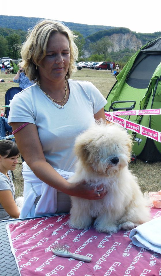 Havana Melody Allegro Alfy - Trbovlje 2011 - foto povečava