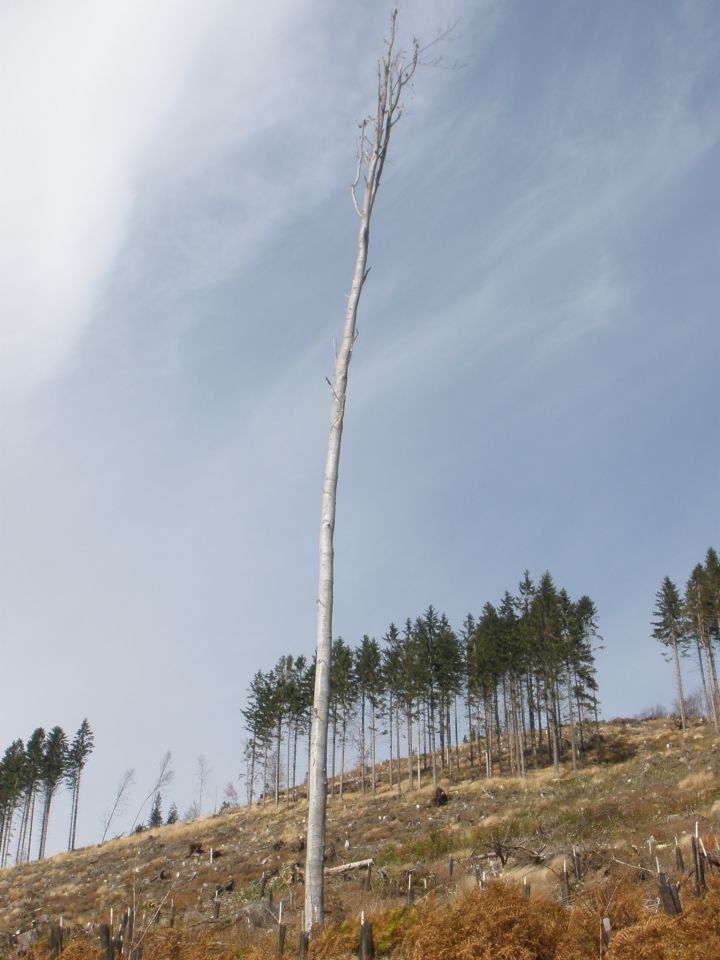 VODNIKI - KRANJSKA REBER 23.10.2010 - foto povečava