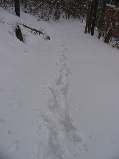 Ponovno le moje sledi, ki so se križale z živalskimi