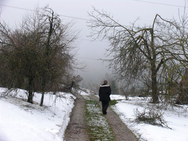 Po žledu na Storževem griču 12.2.2014 - foto