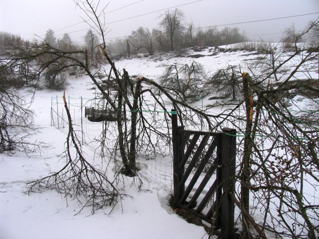 Po žledu na Storževem griču 12.2.2014 - foto