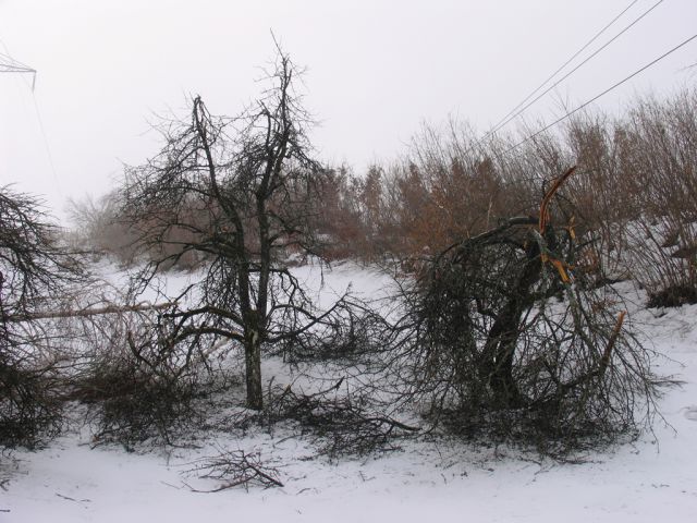 Po žledu na Storževem griču 12.2.2014 - foto