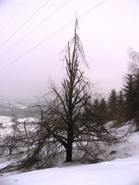 Po žledu na Storževem griču 12.2.2014 - foto