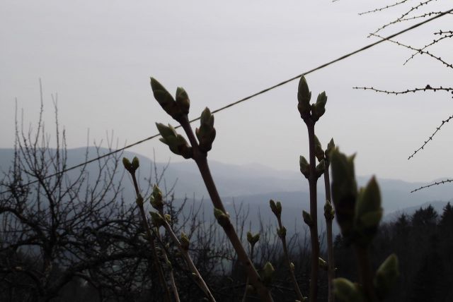 Gora Oljka 15.3.2014-Bojan - foto