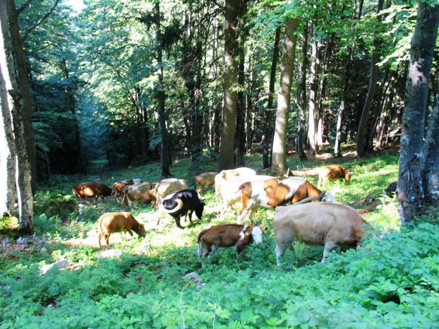 Belska planina 2.7.2015 - foto