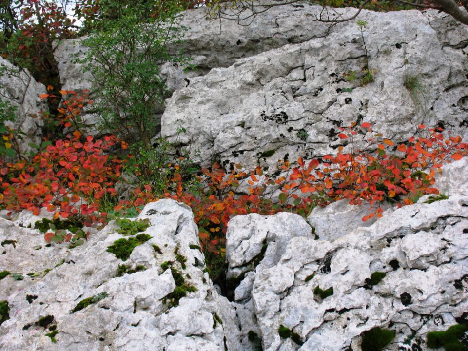 Sočerga 17.10.2015-5 Cekinčkov - foto povečava