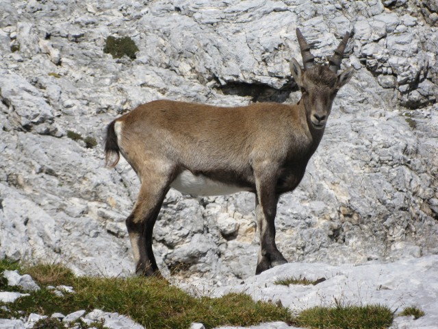 Triglav 2017-Lintverni - foto