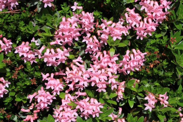 Dlakavi sleč večina planincev imenuje rododendron, po imenu za rod v latinščini