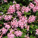 Dlakavi sleč večina planincev imenuje rododendron, po imenu za rod v latinščini
