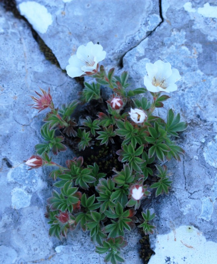Clusijev petoprstnik je bližnji sorodnik triglavske rože