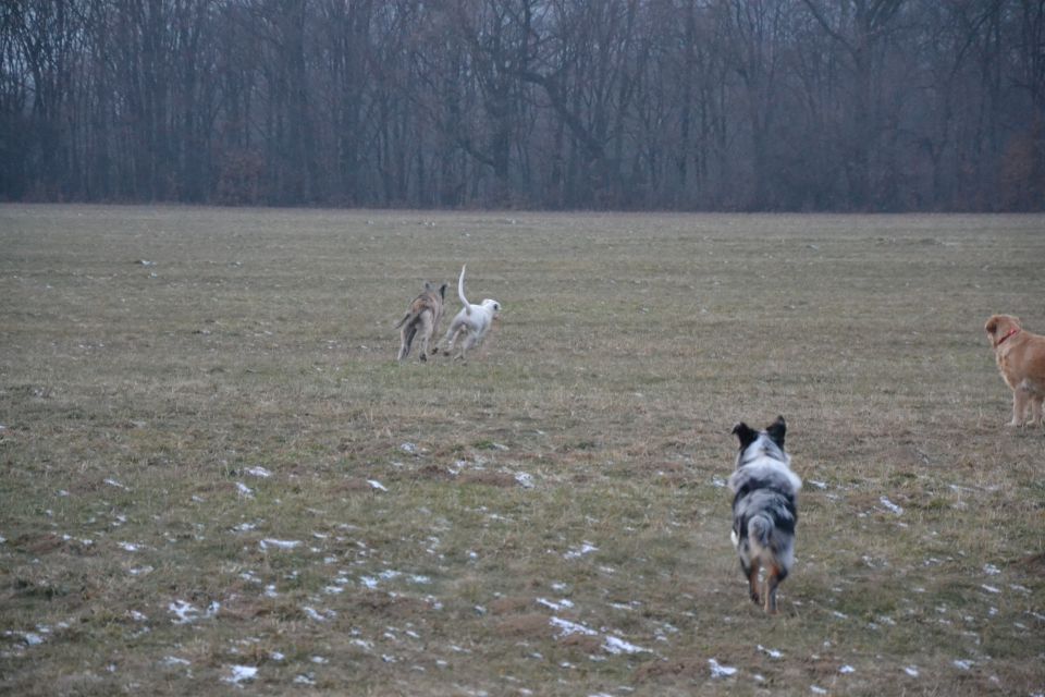 Pika & Friends - foto povečava