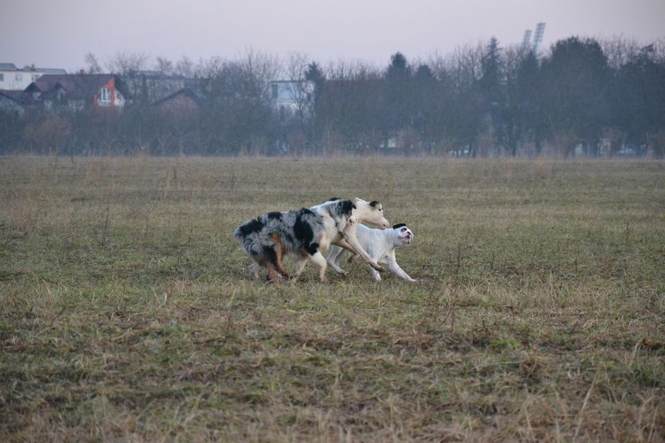 Pika & Friends - foto povečava