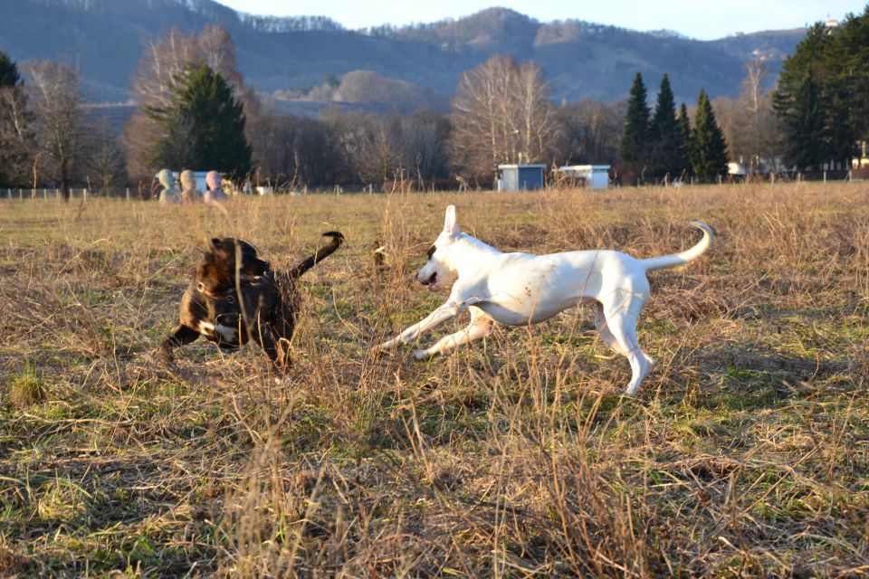 Pika & Friends - foto povečava