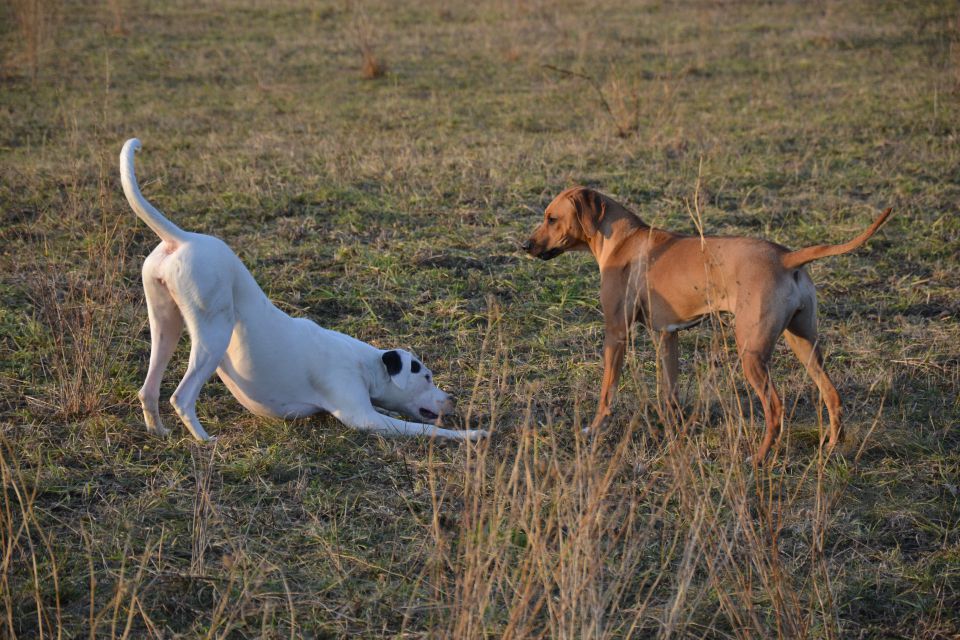 Pika & Friends - foto povečava