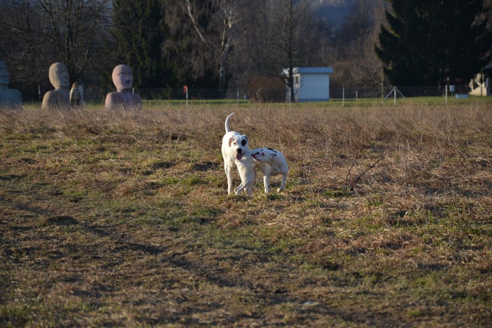 Pika & Friends - foto povečava