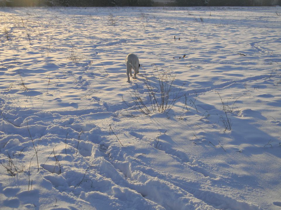 Zima 2010 - foto povečava