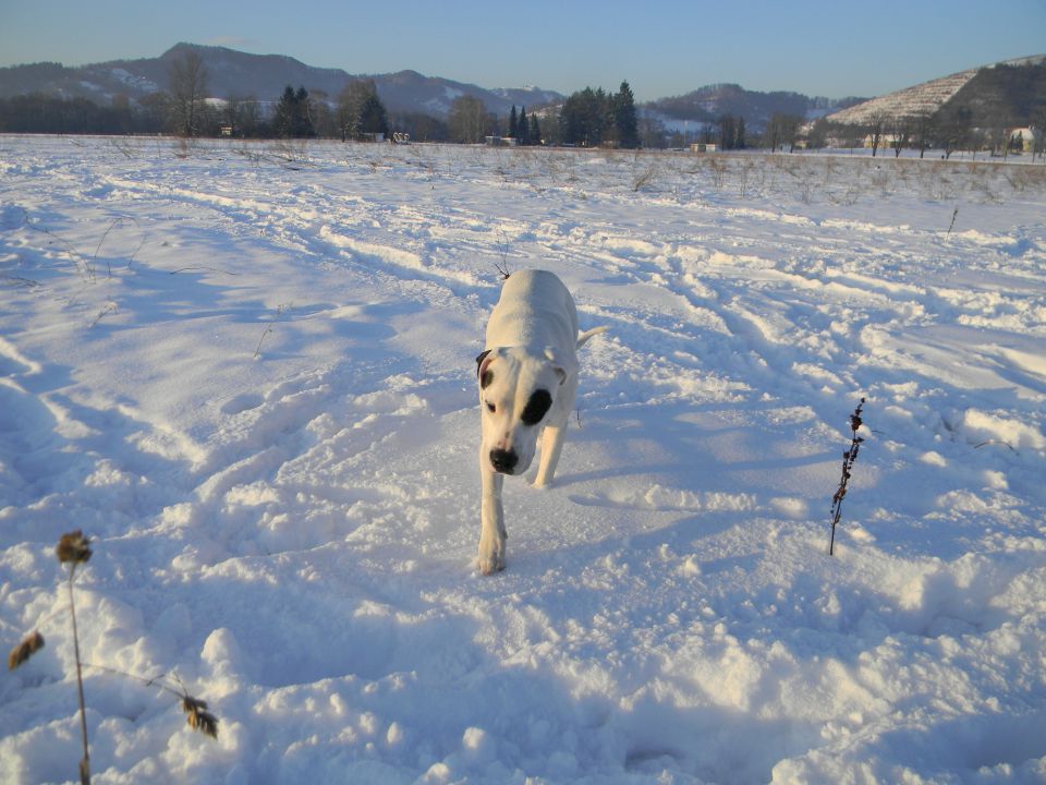 Zima 2010 - foto povečava