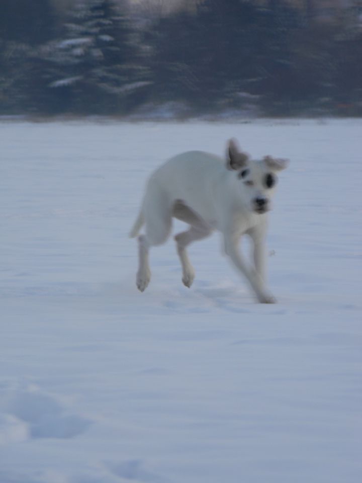 Zima 2010 - foto povečava